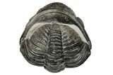 Enrolled Drotops Trilobite - About Around #190484-2